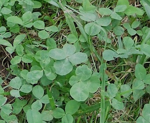 4-leaf-clovers