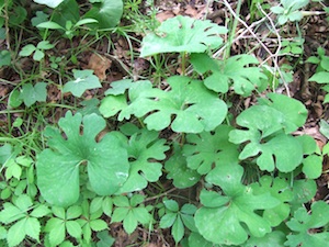 Wild Bloodroot, Sanguinaria canadensis