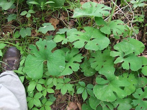 Wild Bloodroot, Sanguinaria canadensis