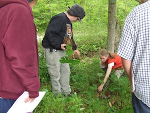 harvesting wild Bloodroot
