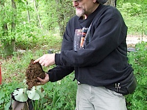 harvesting wild Bloodroot