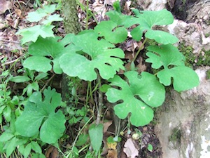Wild Bloodroot, Sanguinaria canadensis