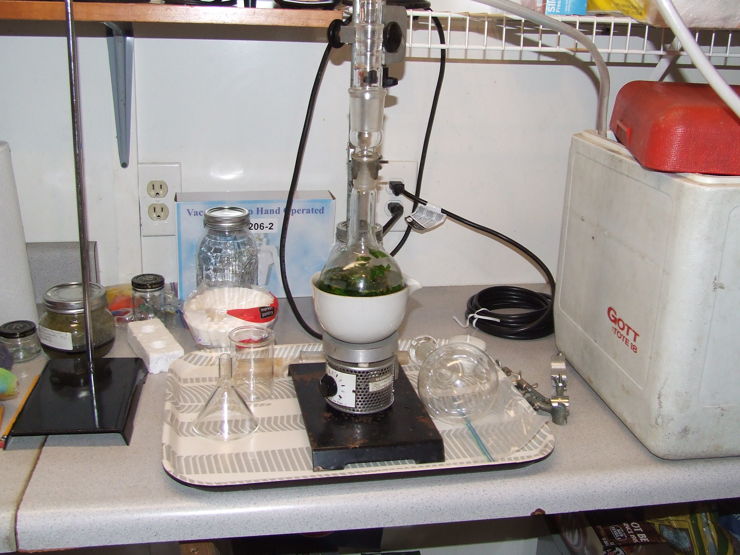 Wild Valerian, Valeriana officinalis