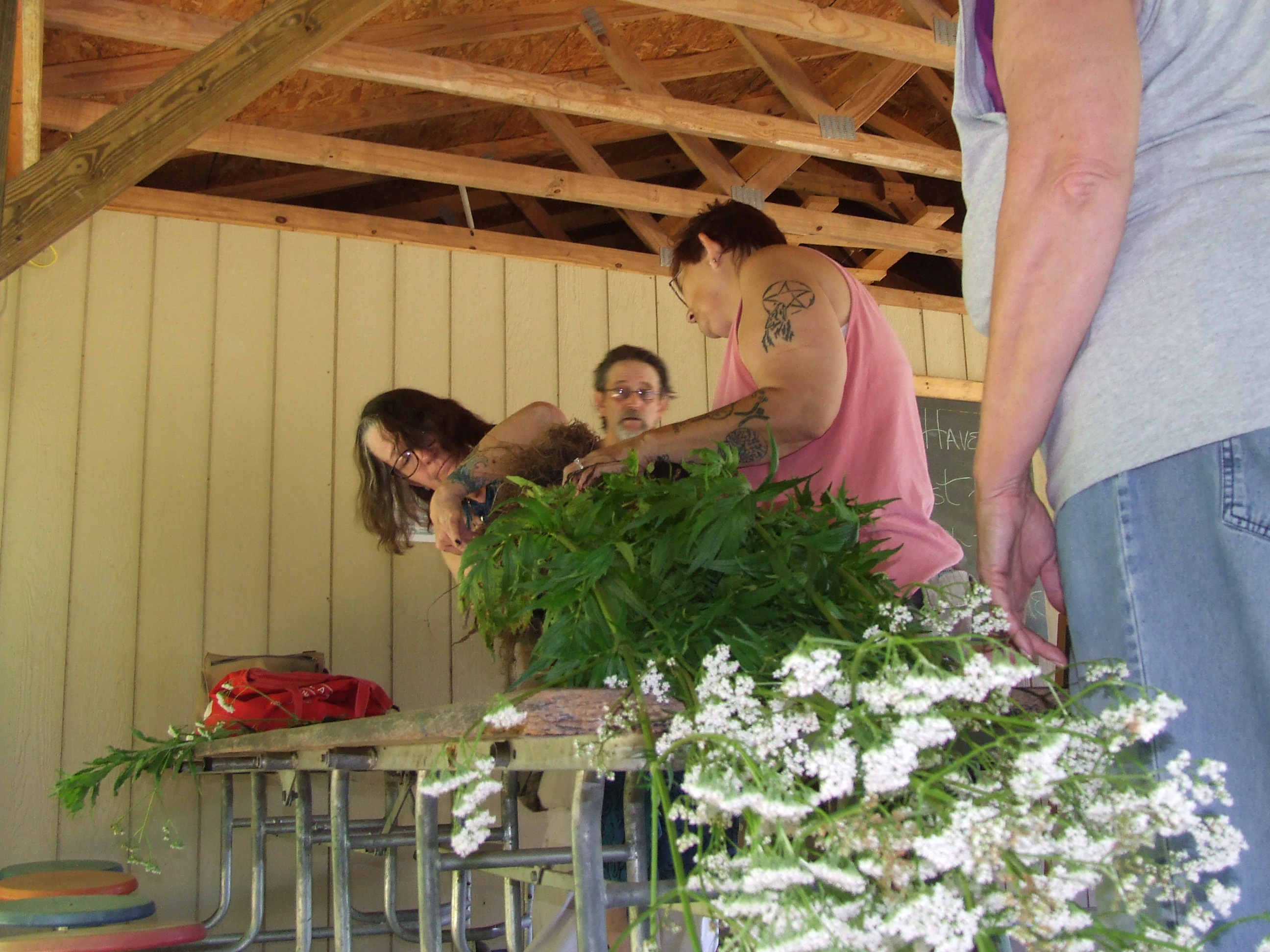 Cleaning the harvested wild Valeriana officinalis