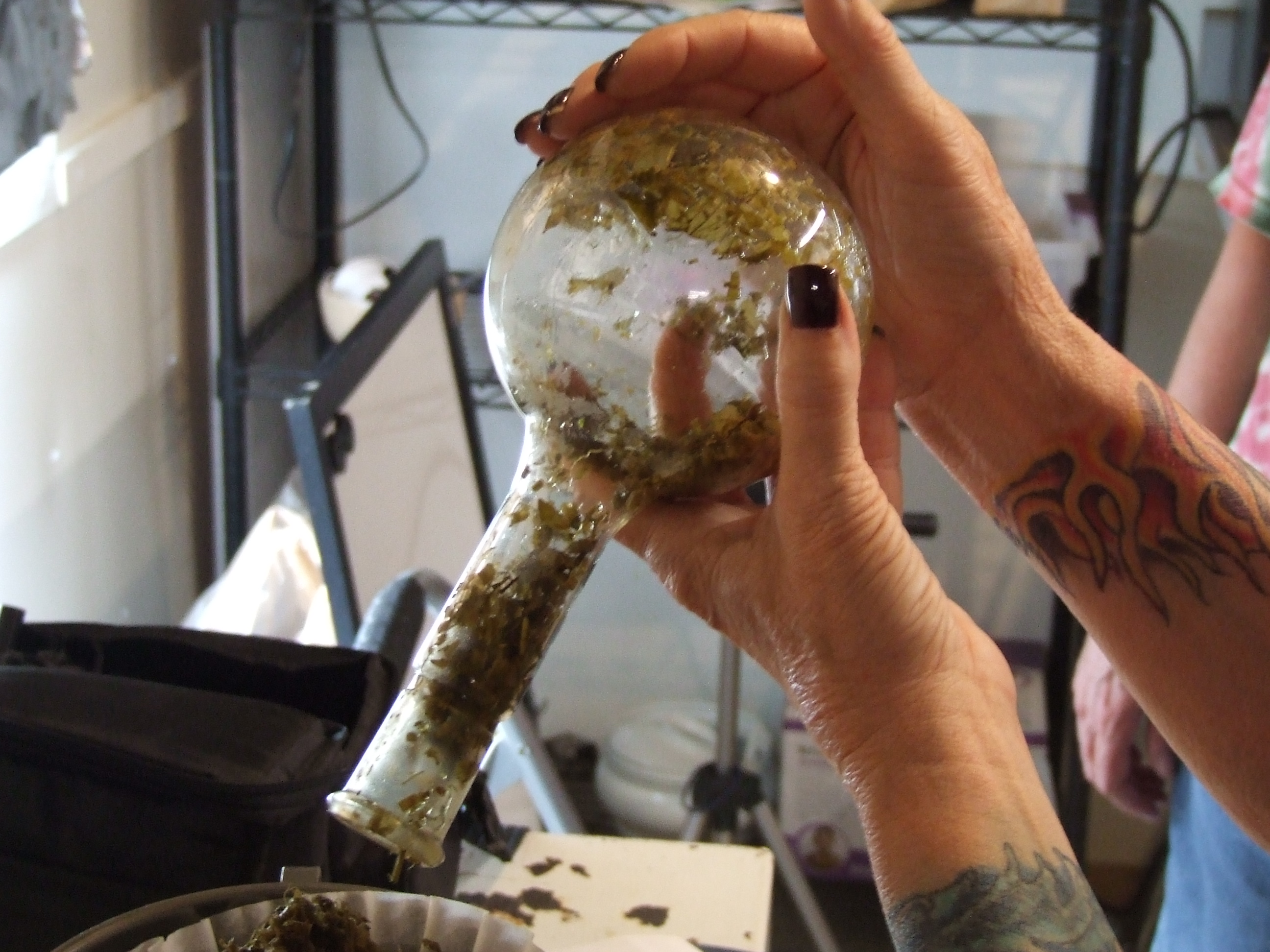 Wild Valerian, Valeriana officinalis